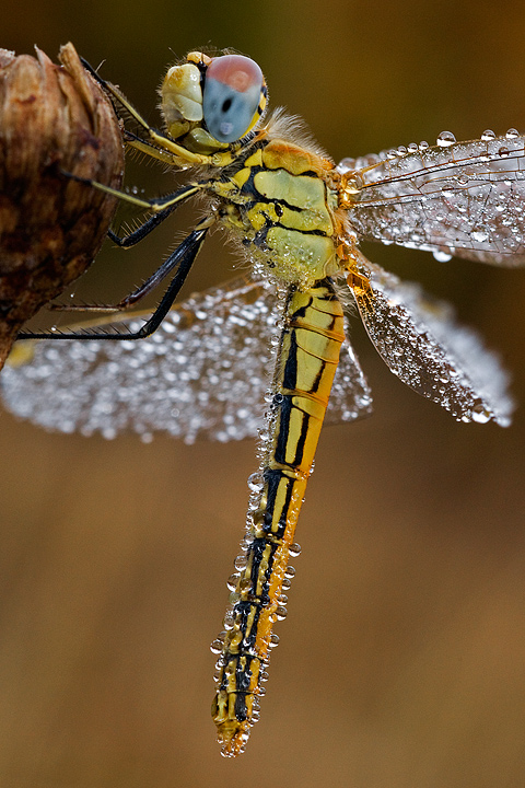 libellula, sympetrum fonscolombii, val d'aveto